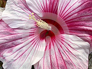 Pretty Pink and White Hibiscus Flower