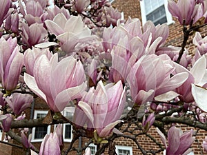 Pretty Pink and White Magnolia Blossoms on a Cloudy Day in the Neighborhood