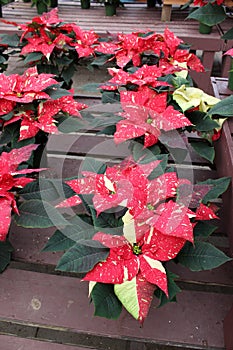 Pretty pink, white and red poinsettia plants on wood tables, helping to usher in the holidays