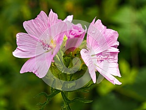 Pretty pink wild Sidalcea flowers