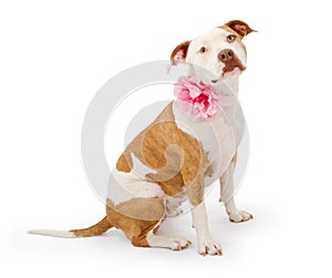 Pretty Pit Bull Terrier Dog