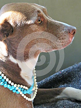 Pretty pitador mutt wearing pearls. Girl with the pearl necklace.
