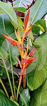 PRETTY PLANT CALLED PARROT& x27;S BEAC