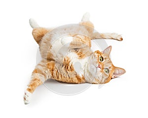 Playful Orange Tabby Cat on White