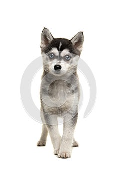 Pretty pomsky puppy dog with blue eyes looking at the camera standing on a white background seen form the front