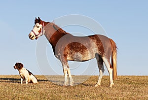 Pretty pony and companion dog photo