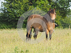 Pretty Pony In Long Grass