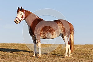 Pretty pony standing on a hillside