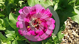 Pretty In Poppin' Pink