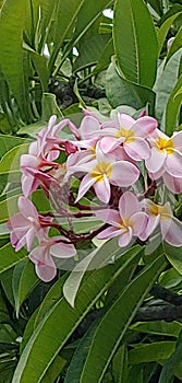 Pretty Popping Pink Plumeria