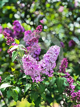 Pretty Portrait of Blooming Butterfly Purple Flowers