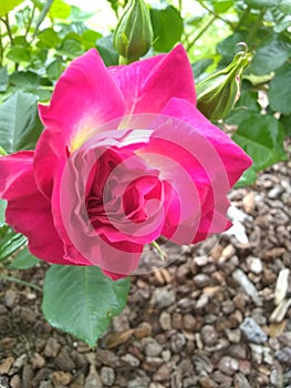 Pretty Presidental Rose