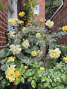 Pretty Pretty Yellow Rose Flowers and Home In Georgetown