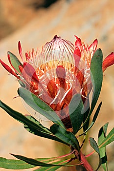 Pretty protea flower