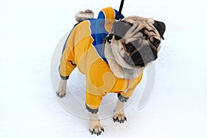 Pretty pug-dog in winter outerwear.