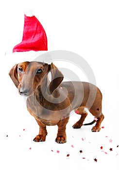 Pretty puppy dachshund dog happy new year 2018