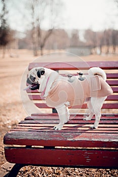 Pretty puppy pug dog standing on a park bench outdoors with open mouth and showing tongue