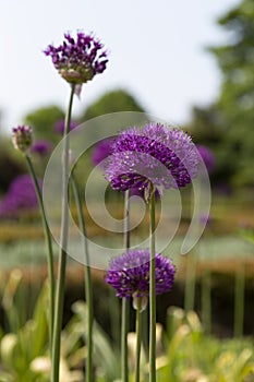 Pretty purple Allium flowers