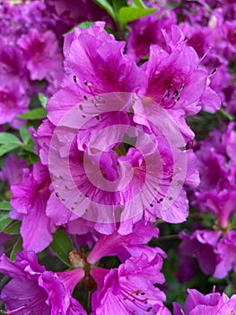 Pretty purple Azalea Flowers in April