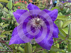 Pretty Purple Clematis Flower in the Garden