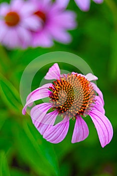 Pretty Purple Coneflower