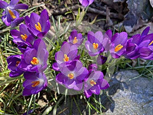 Pretty Purple Crocus Flowers in February on a Sunny Day Before Spring