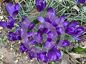 Pretty Purple Crocuses Closed for the Day