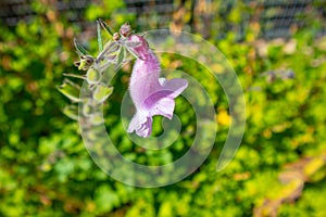 Pretty purple flower facing downward. Colorful greenery in background.