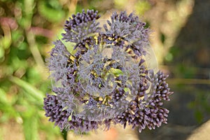 Pretty Purple Flowers Bouquets In The Countryside Of Galicia. Nature, Landscapes, Botany, Travel. August 2, 2015. Rebedul, Lugo,