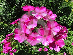 Pretty Purple Flowers of Summer