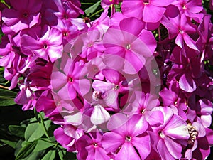 Pretty Purple Flowers of Summer in July