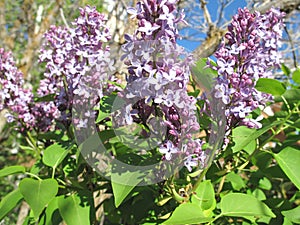 Pretty purple flowers on a tree