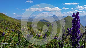 Pretty purple flowers in a wildflower meadow in a green summer mountain landscape in the Swiss Alps