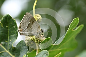 A beautiful Purple Hairstreak Butterfly, Favonius quercus, perched on an Acorn and feeding on the honeydew. photo
