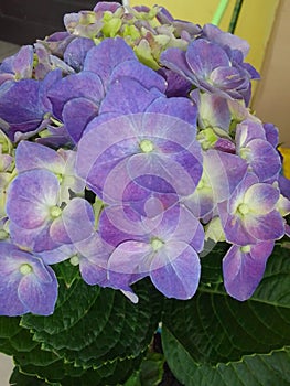 Pretty Purple Hortensia Flo