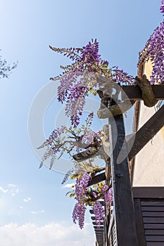 Pretty purple inflorescence on a wisteria creeper