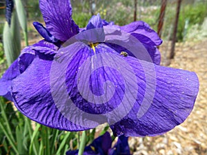 Pretty Purple Iris Flower Close-up