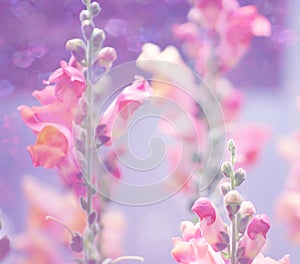 Pretty Purple Magical Sparkly Bokeh Flowers