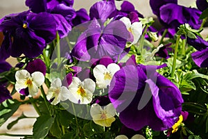 Pretty Purple Pansies and Creamy Violet Violas photo