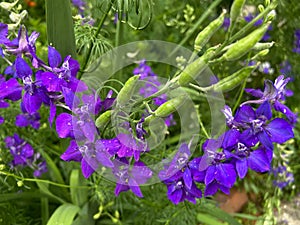 Pretty Purple Spring Flowers in the Garden in June