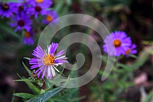 Pretty Purple And White Aster Flowers
