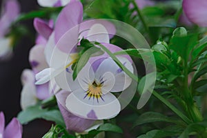 Pretty purple and white flowers