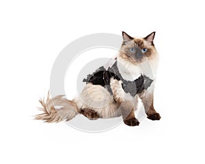 Pretty Ragdoll Cat Sitting in Brown Dress With Faux Fur Collar