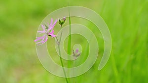 Pretty ragged robin flower. Ragged robin, lychnis flos-cuculi. Nice soft pink cuckoo flower on green background. Static. photo