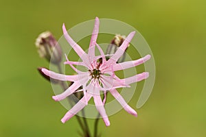 A pretty Ragged-Robin & x28;Lychnis flos-cuculi& x29; flower.