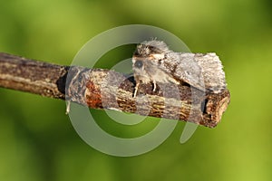 A stunning rare Oak Processionary Moth Thaumetopoea processionea perching on a twig. photo