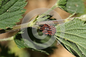 A pretty rare Striped Shield Bug, Graphosoma lineatum, perching on a Stinging Nettle leaf in the UK.