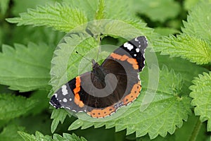 A pretty Red Admiral Butterfly, Vanessa atalanta, perched on a stinging nettle leaf. photo