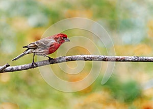 Pretty red and brown bird with colorful background