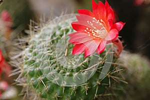 A pretty red cactus flower